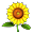 Sonnenblume